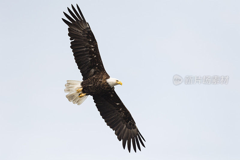 白头haliaeetus leucocephalus，阿拉斯加的秃鹰。美国的国鸟。